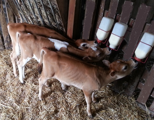 Bottle Raised Mini Jersey Calves