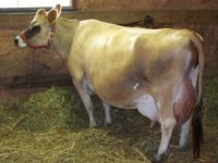 Princess Grace Ann Dam of RoyalT