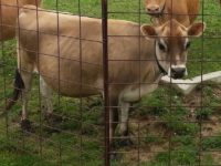 Memory Lane, 1/2 sister to Dream