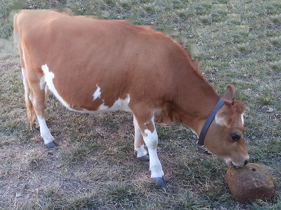 Perfect Painted Miniature Jersey Cow