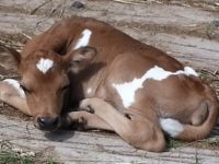 Heifer calf sired by Dream ( IZZY ) A1/A2