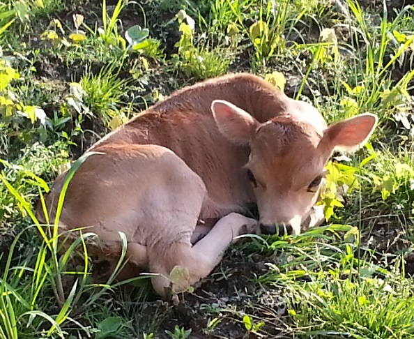 Spring Mini Jersey Calf