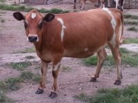 Izzy, daughter of Lil Dream