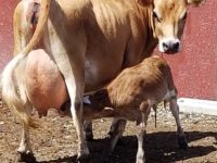 DC Dolly Madison with calf