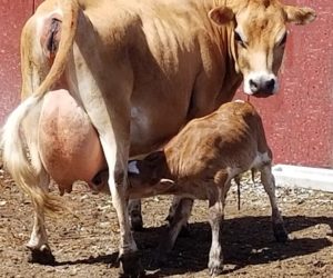 DC Dolly Madison with calf