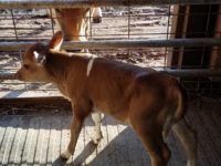 DC Pancake as a calf