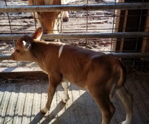 DC Fanciful Shower's calf, Pancake