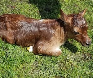 DC Pancake, Dam DC Fanciful Shower