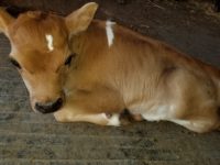 DC Pancake as a calf