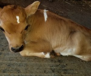 DC Pancake as a calf