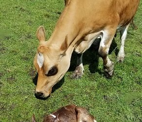 DC Fanciful Shower with calf