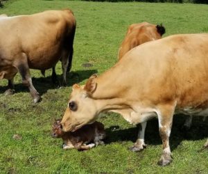 Fanciful Shower with Bull Calf