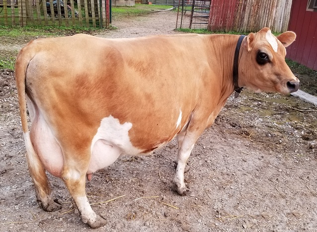 DC Fanciful Shower now residing in Alabama