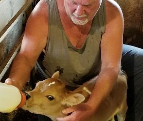 DC Fanciful Shower Calf 