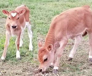 Dolly Madison's Calf
