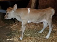 DC Pancake as a calf