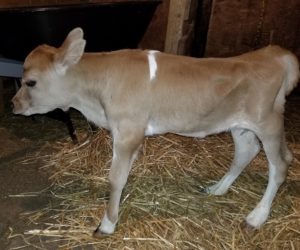 DC Pancake as a calf