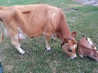 DC Ruby Falls with calf