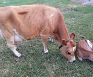 DC Ruby Falls with calf