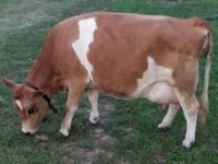 DC Ruby Falls now residing in New Hampshire