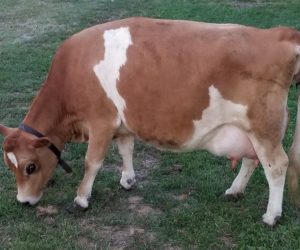 DC Ruby Falls now residing in New Hampshire