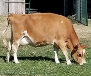 DC Ruby Falls now residing in New Hampshire