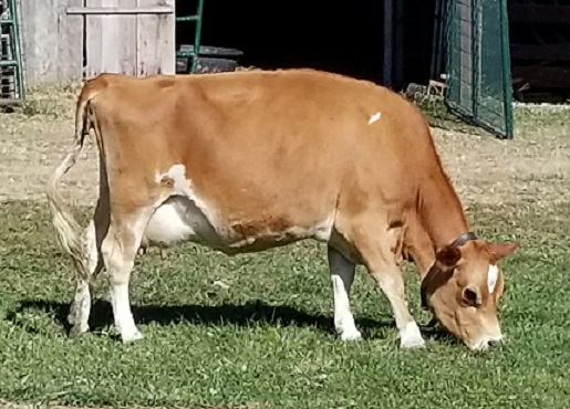 DC Ruby Falls now residing in New Hampshire