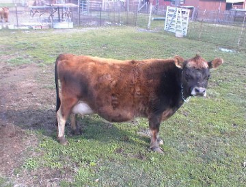 Blossom - A one of a kind cow!