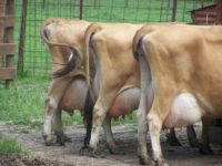 Princess Grace Cow Family