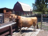 Bob Honey Paternal Grand sire to JB Royal T