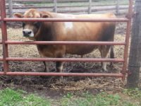 DC Prince JB Royal T