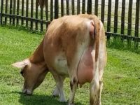 DC Dolly Madison May 2019