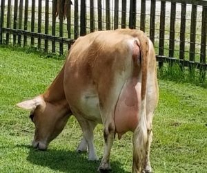 DC Dolly Madison May 2019