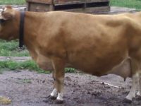 Meadow Beauty Fancy Full Sister to Dream