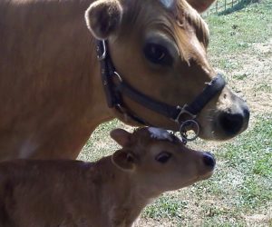 Meadow Beauty Fancy Dam of DC Fanciful Shower passed in 2017 at age 11