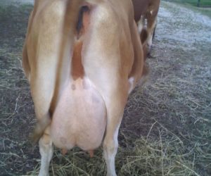 Meadow Beauty Fancy Dam of DC Fanciful Shower passed in 2017 at age 11