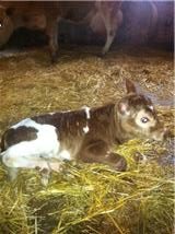 Miss Kitty as a calf