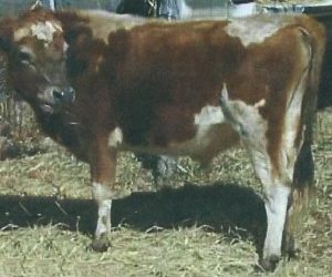 Heart Throb, Sire of Miss Kitty