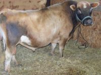 DC GJ Johnny Bob Sire of RoyalT