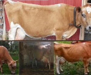 Barnyards Mini Miss Kitty