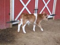 Calves sired by Royal T 2013/2014