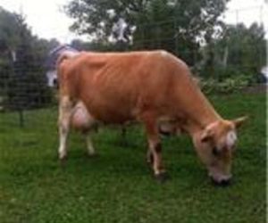 Barnyards Mini Miss Kitty