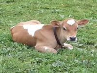 Calves sired by Royal T 2013/2014