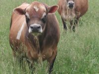 DC Prince JB Royal T