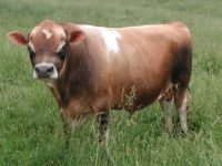 DC Prince JB Royal T