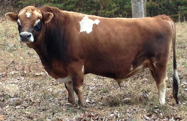 DC Prince JB Royal T