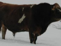 DC Prince JB Royal T