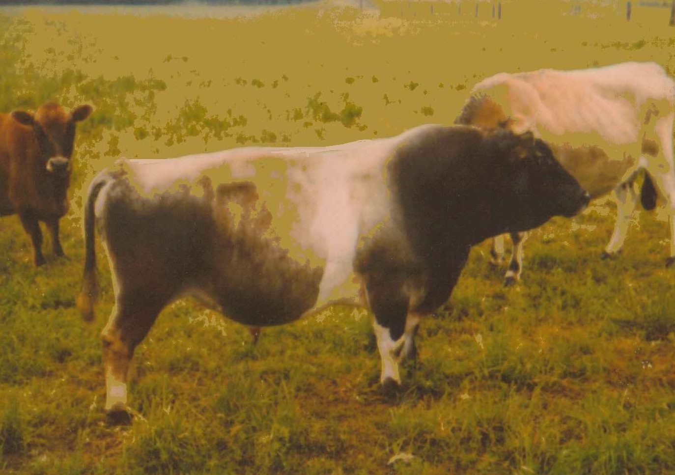 Rudabaga Great Grand Sire of many of the current Dexter Corner Bovines, photo taken 1997