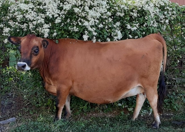 Misty Morning Violet aka "Virginia"