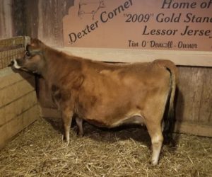 Misty Morning Violet aka 